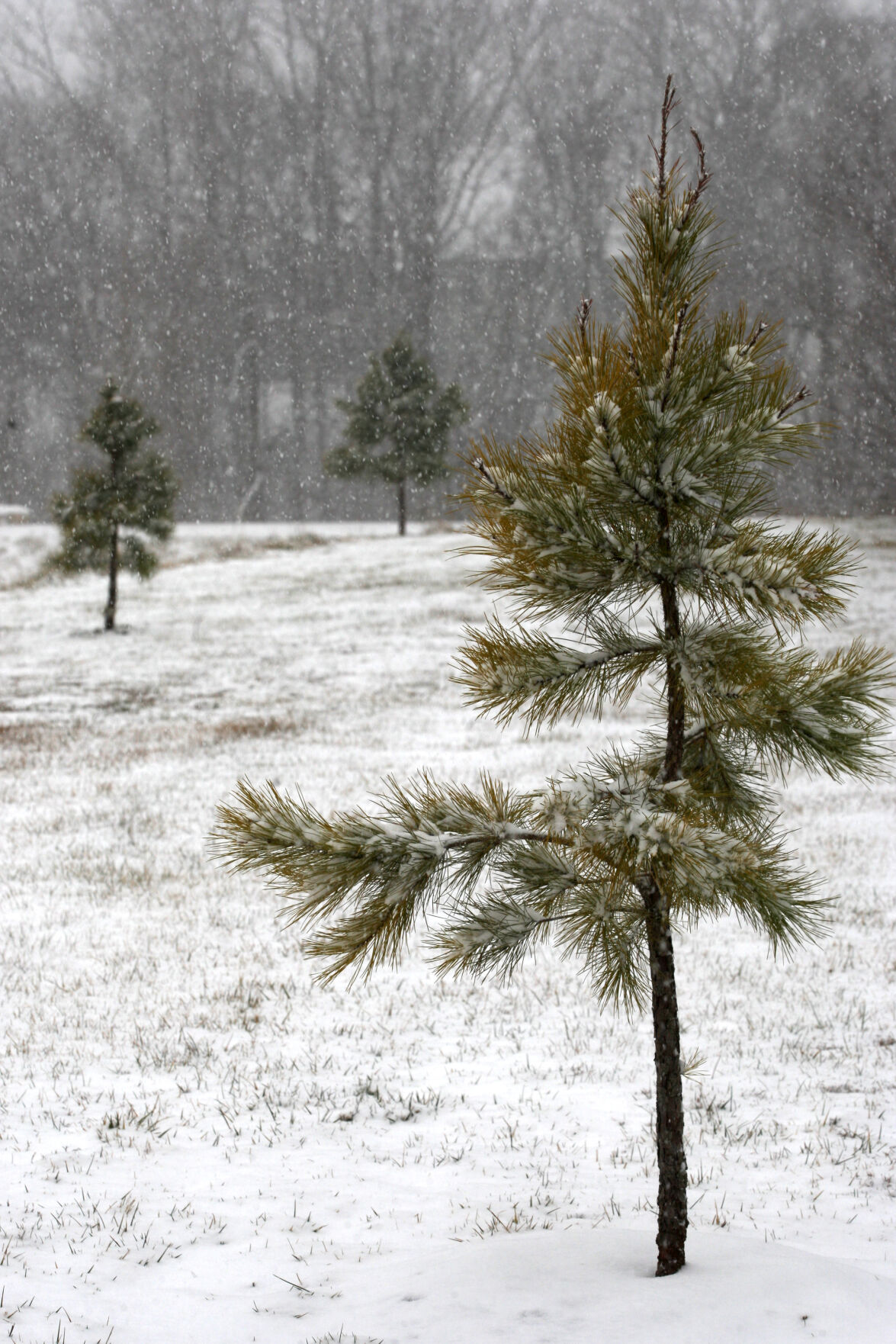 Snowfall dusts three small evergreen trees